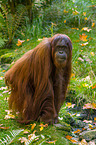 Orang-Utan