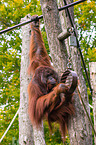 Orang-Utan