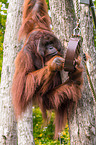 Orang-Utan