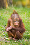 Orang-Utan