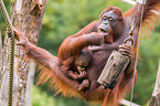 Orang-Utans