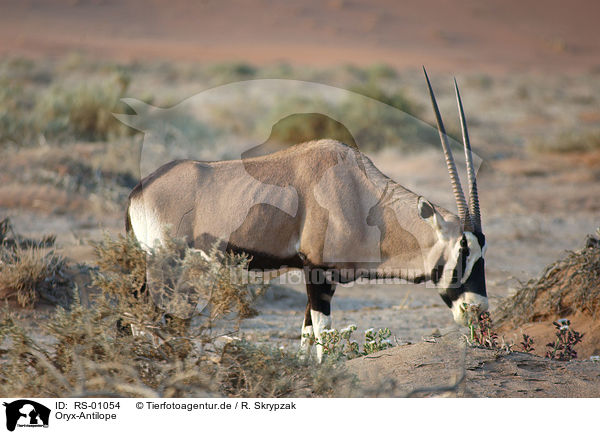 Oryx-Antilope / RS-01054