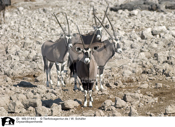 Oryxantilopenherde / oryx / WS-01443