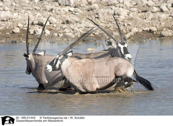 Oryxantilopenherde am Wasserloch / WS-01445