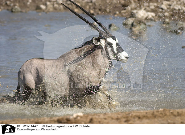 Oryxantilope am Wasserloch / Oryx / WS-01447