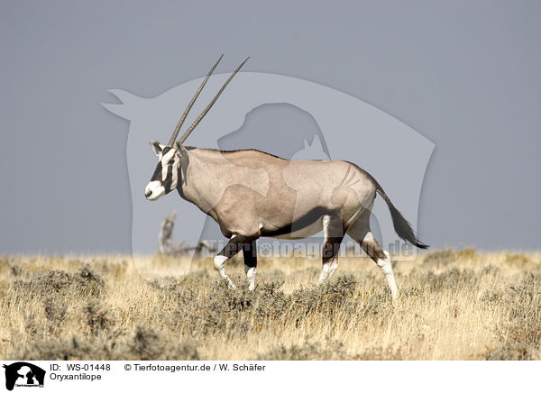 Oryxantilope / Oryx / WS-01448