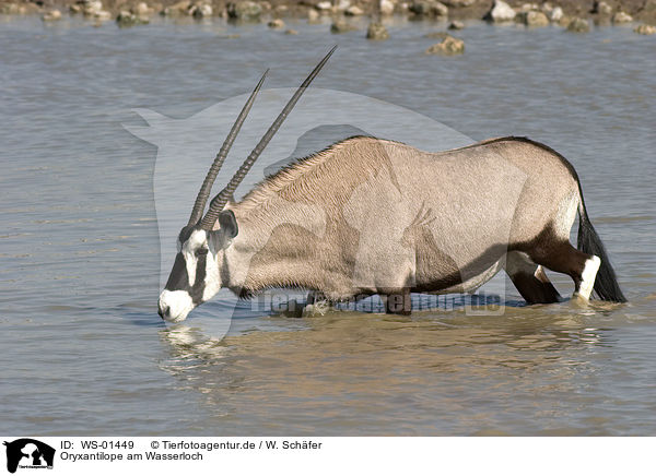 Oryxantilope am Wasserloch / WS-01449