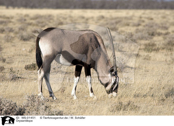 Oryxantilope / Oryx / WS-01451