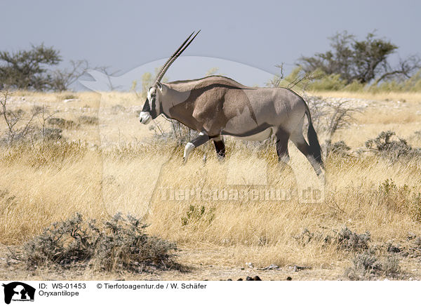 Oryxantilope / Oryx / WS-01453