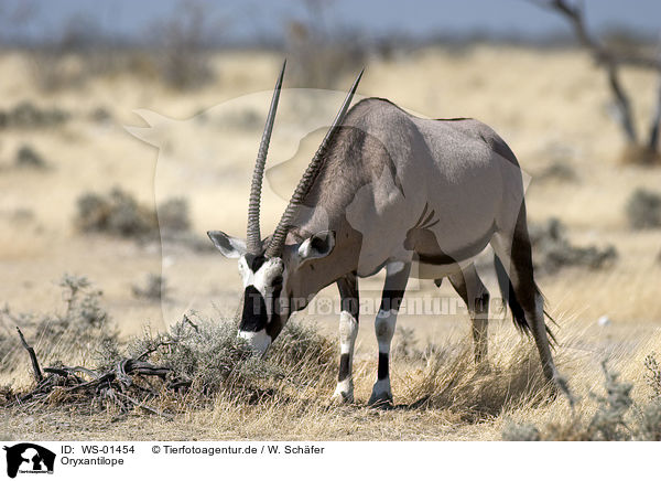 Oryxantilope / Oryx / WS-01454