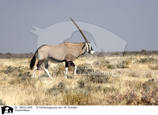 Oryxantilope / Oryx / WS-01455