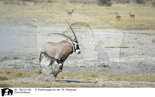 Oryx-Antilope / oryx antelope / RS-01128