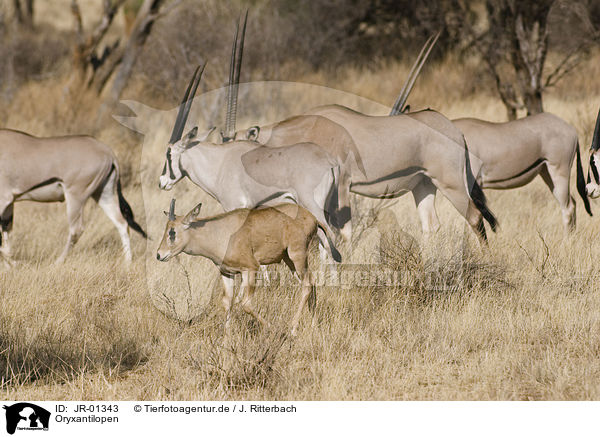 Oryxantilopen / Oryx / JR-01343