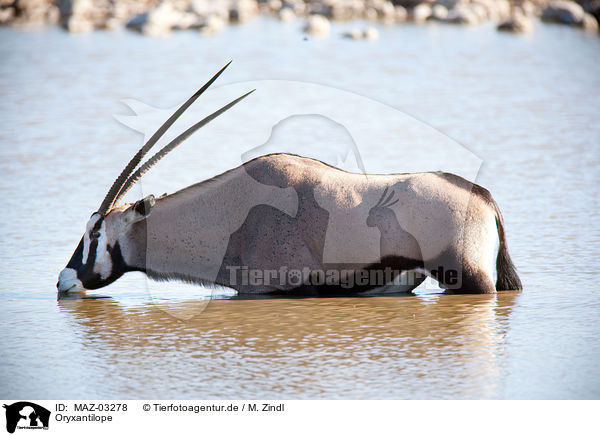 Oryxantilope / Oryx / MAZ-03278