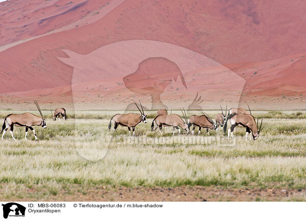 Oryxantilopen / Oryx antelopes / MBS-06083