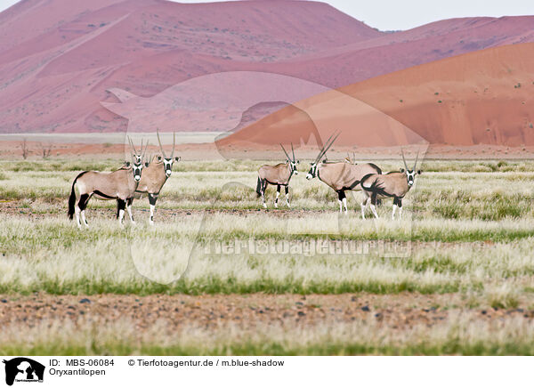 Oryxantilopen / Oryx antelopes / MBS-06084