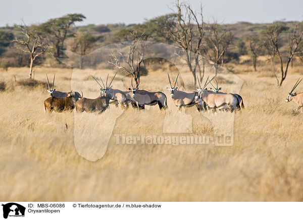 Oryxantilopen / Oryx antelopes / MBS-06086