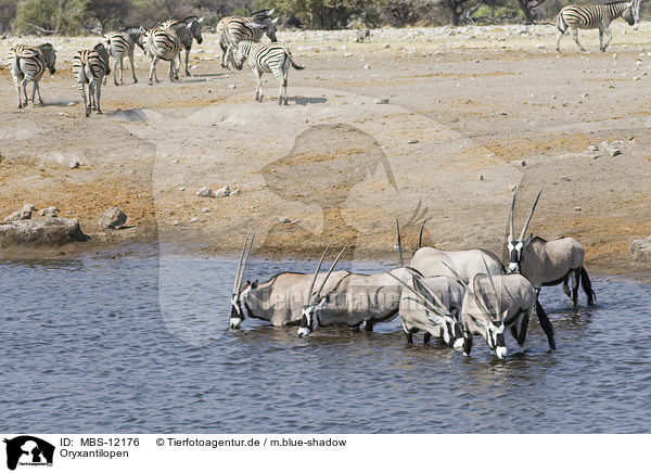 Oryxantilopen / Oryx / MBS-12176