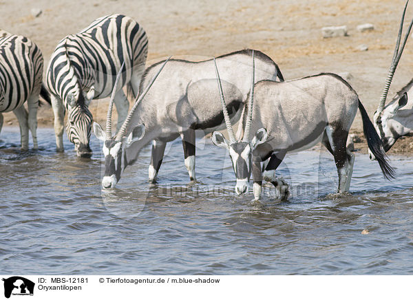 Oryxantilopen / Oryx / MBS-12181