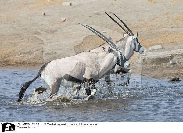 Oryxantilopen / Oryx / MBS-12182