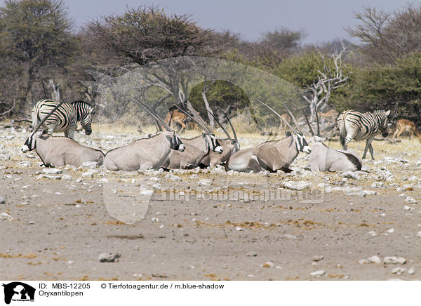 Oryxantilopen / MBS-12205