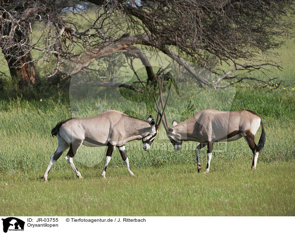 Oryxantilopen / African Oryx / JR-03755