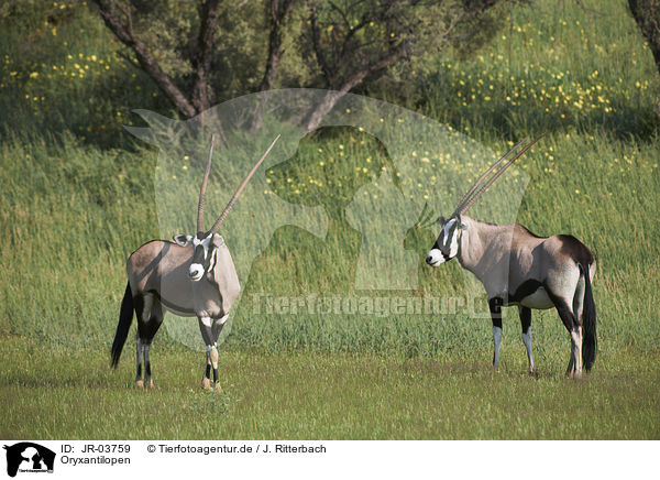 Oryxantilopen / African Oryx / JR-03759