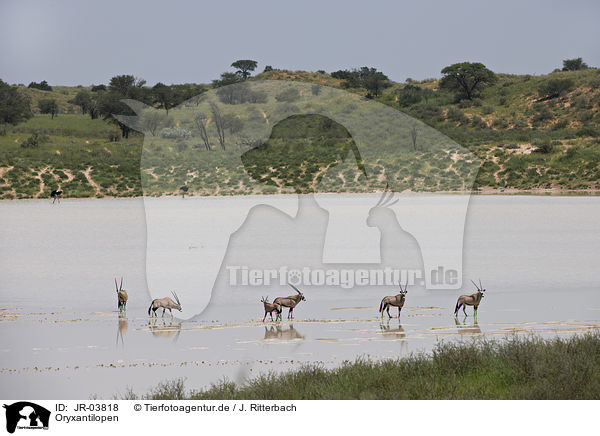 Oryxantilopen / African Oryx / JR-03818