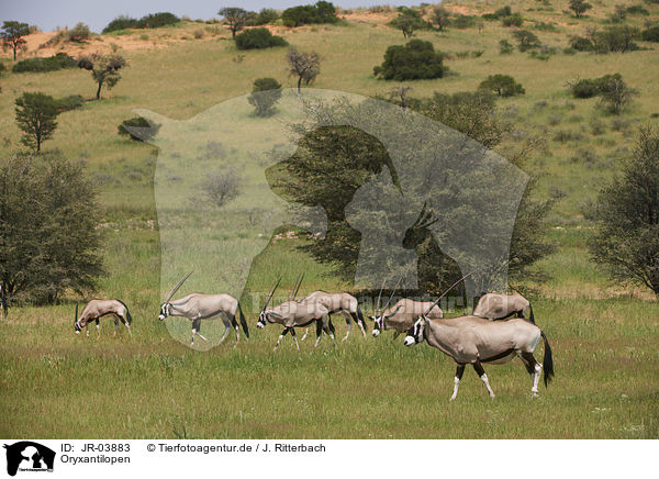 Oryxantilopen / African Oryx / JR-03883