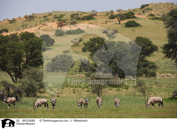 Oryxantilopen / African Oryx / JR-03886