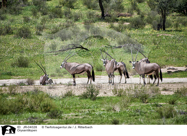 Oryxantilopen / African Oryx / JR-04028