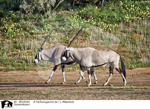 Oryxantilopen / African Oryx / JR-04030