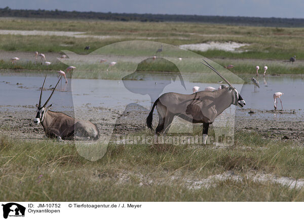 Oryxantilopen / oryx antelopes / JM-10752