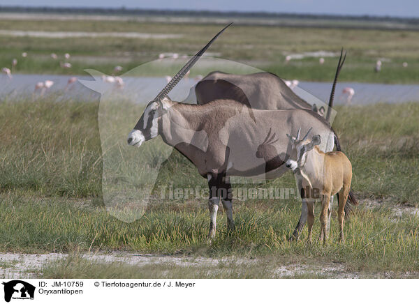 Oryxantilopen / oryx antelopes / JM-10759