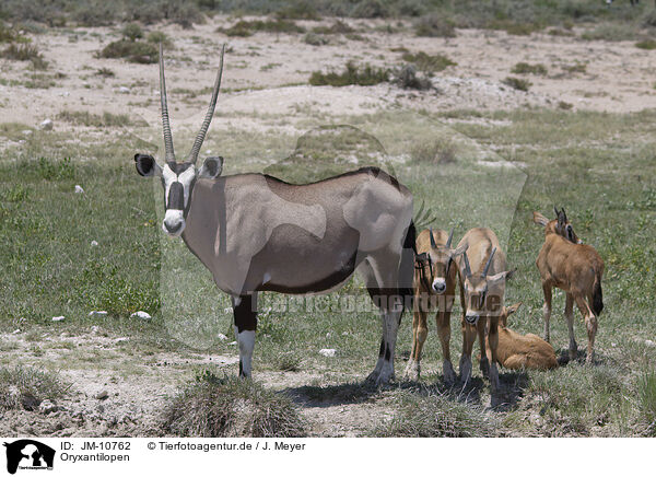 Oryxantilopen / oryx antelopes / JM-10762