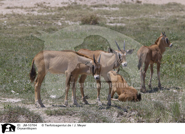 Oryxantilopen / oryx antelopes / JM-10764