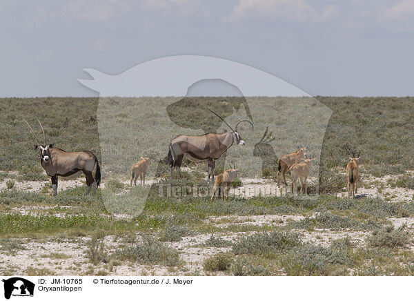 Oryxantilopen / oryx antelopes / JM-10765