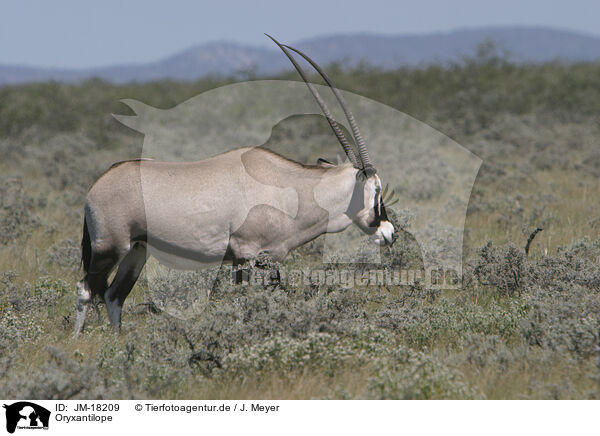 Oryxantilope / oryx / JM-18209