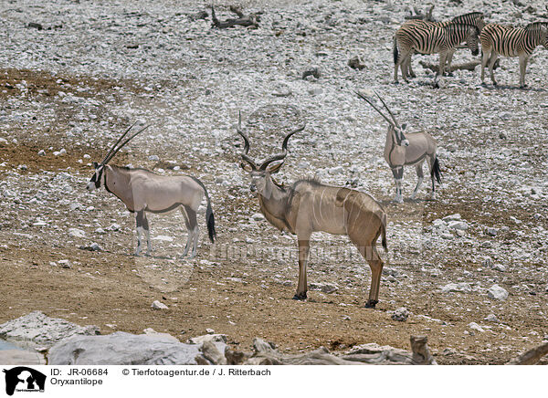 Oryxantilope / Oryx / JR-06684