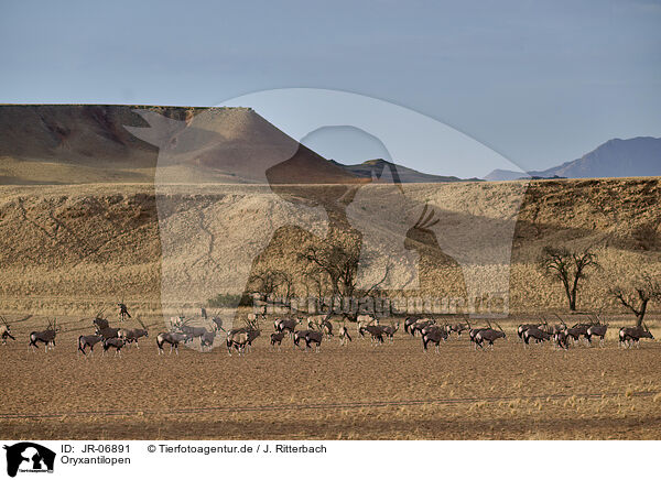 Oryxantilopen / Oryx / JR-06891
