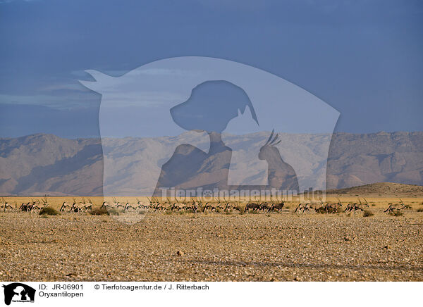 Oryxantilopen / Oryx / JR-06901