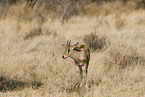 junge Oryxantilope