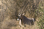 Oryxantilope