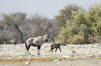 Oryxantilope