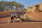 Oryxantilope