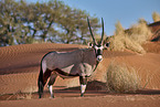 Oryxantilope