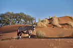Oryxantilope