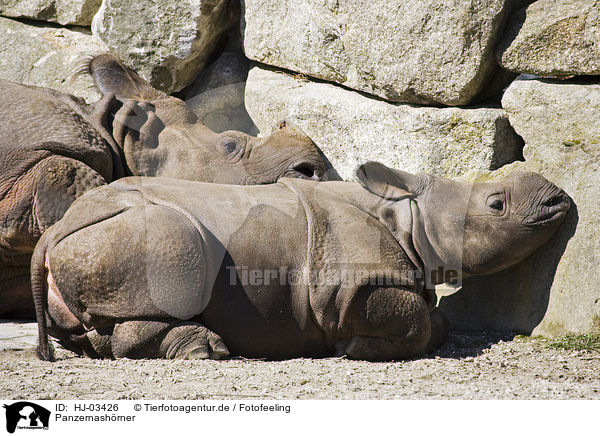 Panzernashrner / great one-horned rhinoceroses / HJ-03426