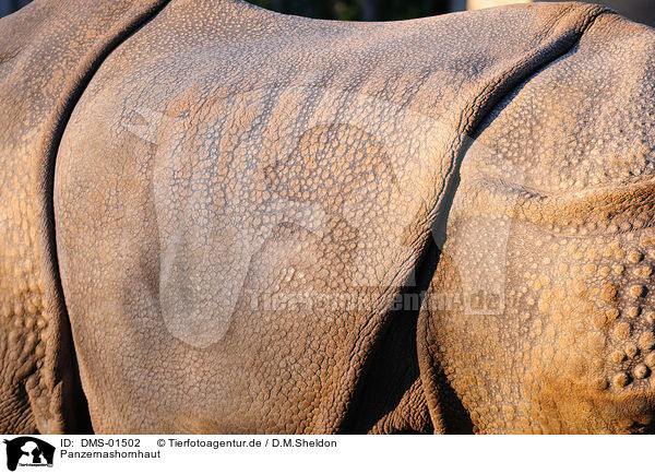 Panzernashornhaut / great one-horned rhino skin / DMS-01502