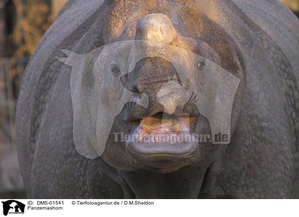 Panzernashorn / great one-horned rhino / DMS-01541